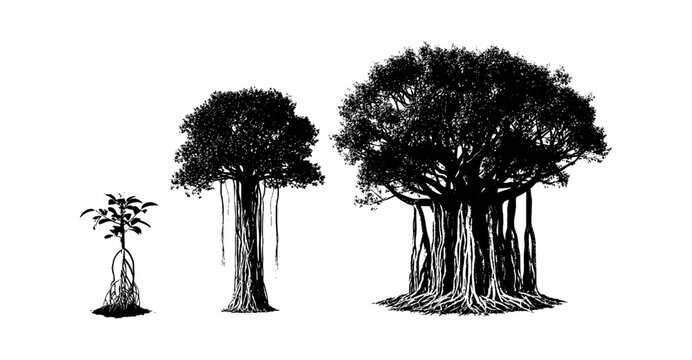 Three banyan trees showing different stages of growth from small sapling to large mature tree in a black and white sketch style isolated on transparent background, Vector