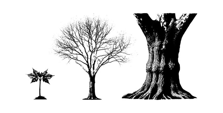 Black and white illustration showing the growth stages of a tree from a small sapling to a large mature trunk isolated on transparent background, Vector