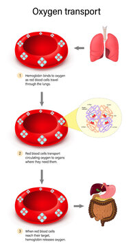 Oxygen transport. Oxygen binds to hemoglobin and is released by red blood cells. Gas exchange mechanism.