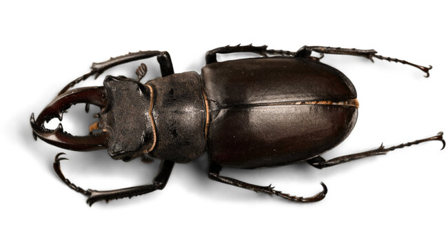 stag beetle isolated on white