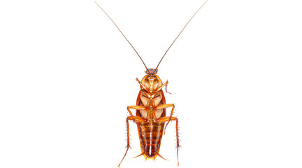 creepy insect cockroach PNG on Transparent background © dword