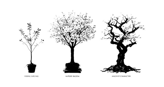 Set of three different black ink style trees including a small sapling a round leafy tree and an old gnarled deciduous tree isolated on transparent background, Vector