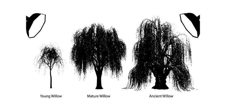 Set of willow tree silhouettes showing different growth stages from young sapling to mature weeping willow tree isolated on transparent background, Vector