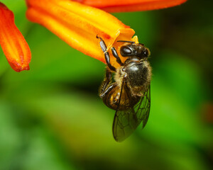Honey bee gathering nectar from bright orange flower in tropical garden with vibrant green bokeh background © Anuradha