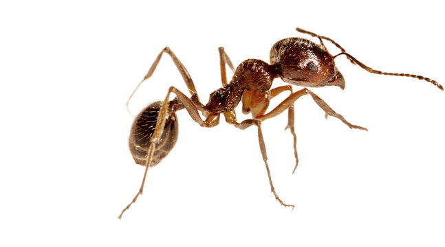 red fire ant PNG on Transparent background