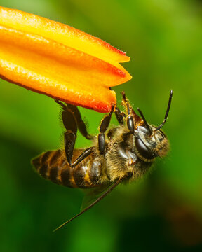 Honey bee hanging beneath an orange flower while feeding in a tropical garden with vibrant green bokeh