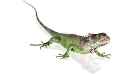 Fototapeta premium green iguana PNG on Transparent background