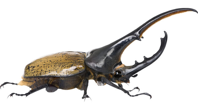 Hercules, beetle PNG on Transparent background