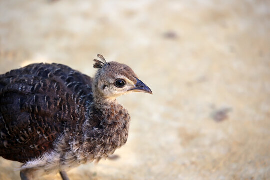 Young peacock in the garden of the Alcazar of Seville