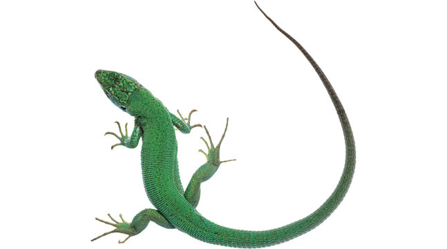 green lizard on white background