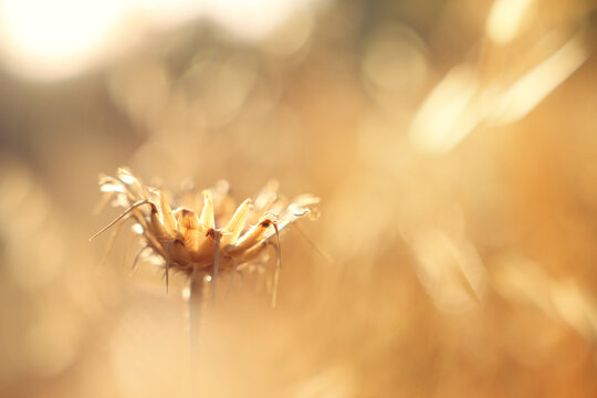 plant in the forest at sunset time