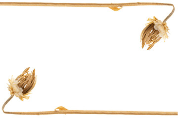 Horizontal flat lay minimalist border frame of dry wild flowers on long stems isolated on clean transparent background png copy space template © Tanaly