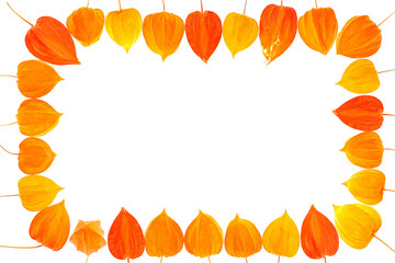 Horizontal flat lay autumn border frame of vibrant orange physalis alkekengi fruits isolated on clean transparent background png copy space template © Tanaly