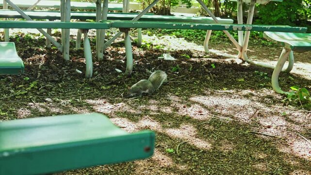 A squirrel searches for food on the ground near picnic tables in a wooded area. Sunlight filters through the trees, creating patterns on the ground.
