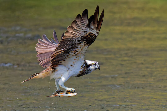 アユを捕まえドヤ顔のミサゴ(Osprey)