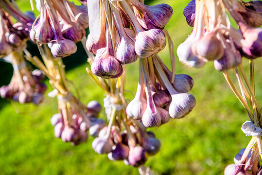 several bundles of garlic are dried in the open air