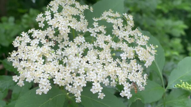 Fresh white elderberry blossoms in nature, Sambucus nigra flower