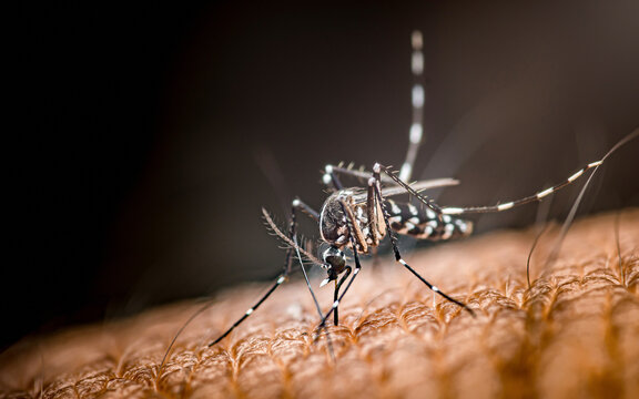 Mosquito biting human skin transmitting infectious disease