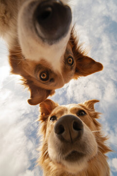 Two dogs, a black and tan mixed breed and a golden retriever, gaze down at the camera, set against a bright blue sky with fluffy clouds
