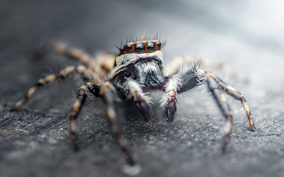Jumping spider watching with multiple eyes on ground