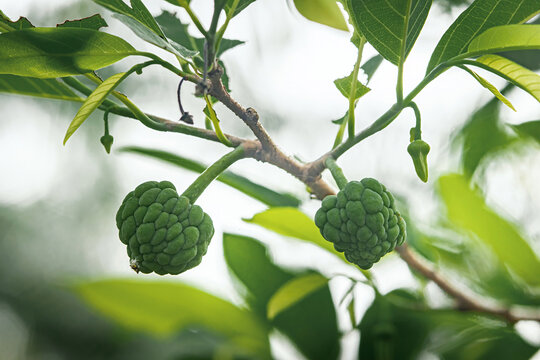 Unripe sugar apple fruits growing on green branch