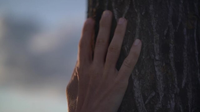 Human hand gently sliding along tree trunk feeling bark texture by skin.