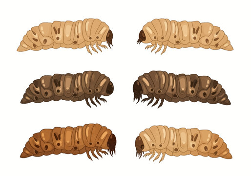Collection of six vector illustrations of beetle larvae or grubs in various brown and tan shades, showing segmented bodies and anatomical details isolated on a white background.
