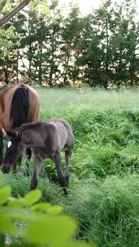 Mare and foal grazing in spring meadow near woodland