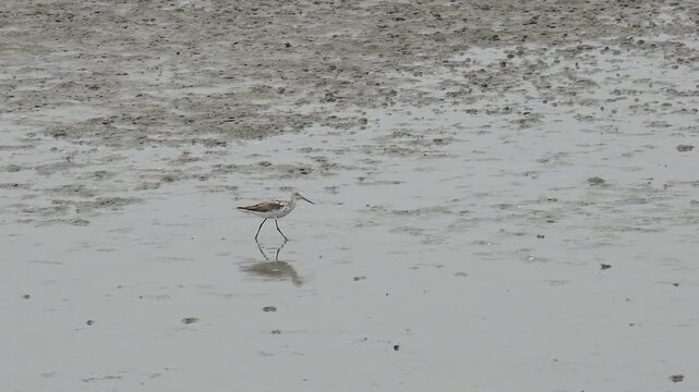 Sandpiper bird walking on muddy tidal flat beach wildlife nature 대한민국 한국 새 도요새 알락꼬리마도요 갯벌 진흙 해변 바다 바닷가 해안선 생태계 자연 환경 야생동물 조류 서해안 남해안 생물학 관찰 탐험 야외 풍경 여행지 관광지 로컬 라이프스타일 활기찬 에너지 하루 일상 클로즈업 외형 깃털 무늬 패턴 질감