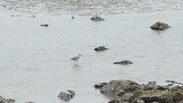 Sandpiper bird walking on muddy tidal flat beach wildlife nature 대한민국 한국 새 도요새 알락꼬리마도요 갯벌 진흙 해변 바다 바닷가 해안선 생태계 자연 환경 야생동물 조류 서해안 남해안 생물학 관찰 탐험 야외 풍경 여행지 관광지 로컬 라이프스타일 활기찬 에너지 하루 일상 클로즈업 외형 깃털 무늬 패턴 질감