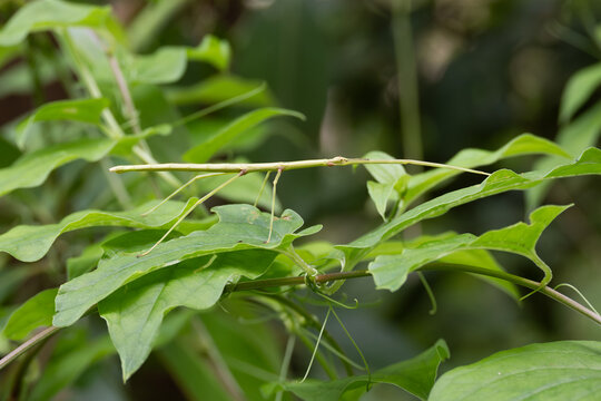 Close-up of a green stick insect on the leaves.