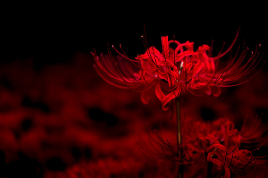 Red Spider Lily (Lycoris Radiata) with Black Background