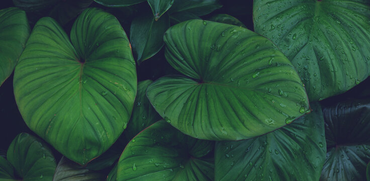 abstract tropical leaf textures on dark tone, natural green background.