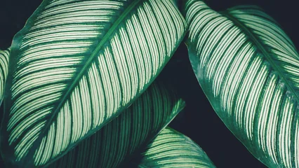 abstract tropical leaf textures on dark tone, natural green background. © Nabodin