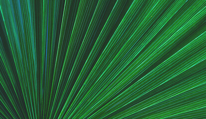 Fototapeta premium abstract tropical leaf textures on dark tone, natural green background.