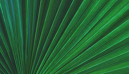 abstract tropical leaf textures on dark tone, natural green background. © Nabodin