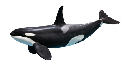 Orca whale with black and white markings, isolated on transparent background © pixogram