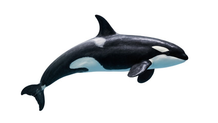 Orca whale swimming, isolated on transparent background © pixogram