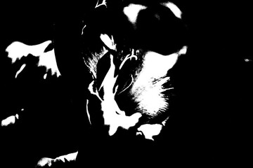 Abstrakte Blume im extremen Schwarz-Weiß-Kontrast – Minimalistische Blüten-Silhouette im Pop-Art-Stil © Pawel Hordjewicz