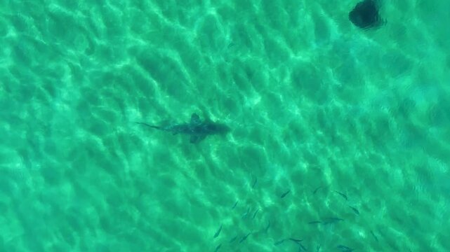 Drone aerial landscape of a shark encountering a stingray animal species near a school of fish on the sandy ocean seafloor in a beach bay cove Shoalhaven Australia marine wildlife nature and tourism