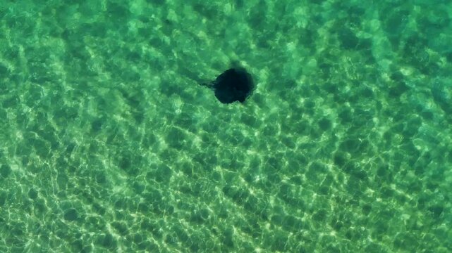 Drone aerial landscape of a large stingray animal species cruising across a shallow sandy ocean floor with sunlight reflecting on the water surface at a beach cove in Shoalhaven South Coast Australia