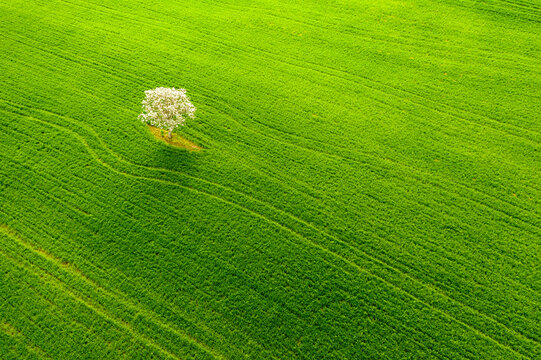 Lone tree with white blossoms stands in a verdant agricultural field, offering nature tourism exploration and copy space in Orcia Valley, Pienza, Tuscany, Italy.