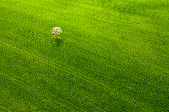 Single flowering tree standing in a green agricultural field provides nature copy space for tourism concepts in Orcia Valley, Pienza, Tuscany, Italy.