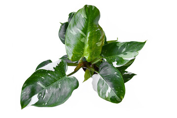 Top view of tropical 'Philodendron White Princess' houseplant on white background © Firn