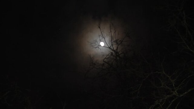Moon in darkness illuminating bare tree branches with slight fog around.