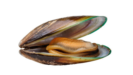 Open green-lipped mussel with orange flesh, isolated on transparent background © pixogram