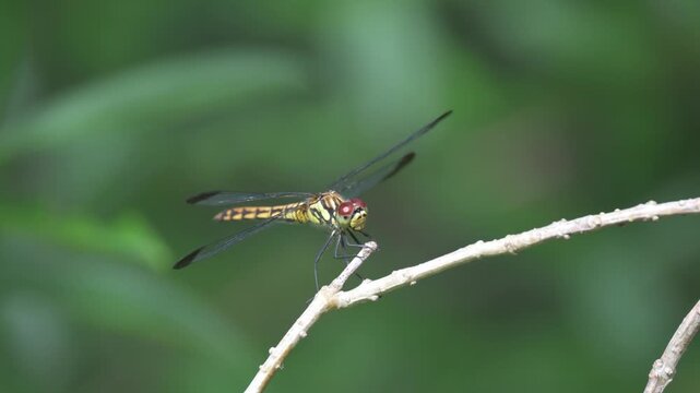 Dragonfly perches on the twig.