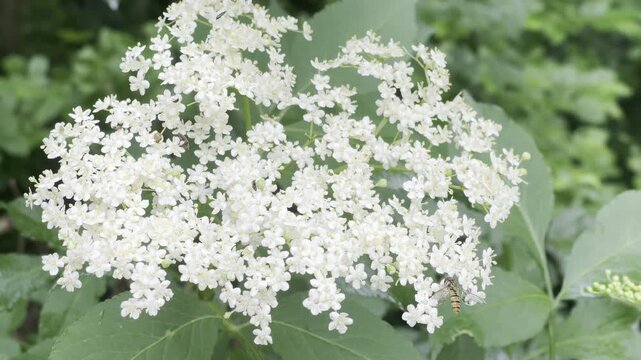 Fresh white elderberry blossoms in nature, Sambucus nigra flower