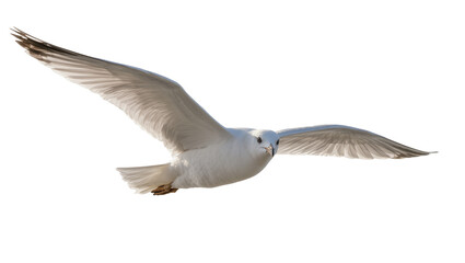 Fototapeta premium White seagull with wings spread wide, flying gracefully isolated on transparent background