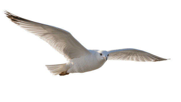 White seagull with wings spread wide, flying gracefully isolated on transparent background